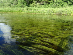 Schoenoplectus subterminalis