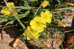 Oxalis namaquana