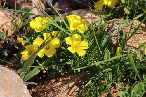 Image of Oxalis namaquana by (c) Tony Rebelo, some rights reserved (CC BY-SA)