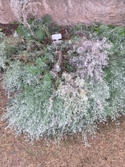 Artemisia schmidtiana