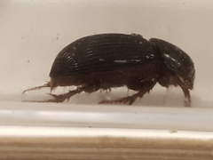 Acrossus rufipes