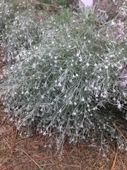 Artemisia schmidtiana