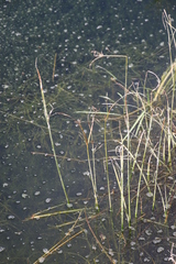 Cyperus longus tenuiflorus