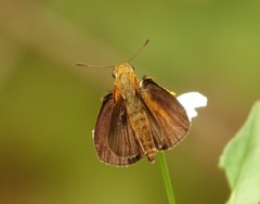 Euphyes dukesi calhouni