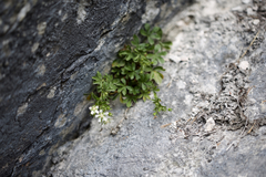 Potentilla caulescens