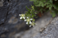 Potentilla caulescens