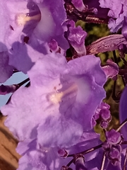 Jacaranda brasiliana