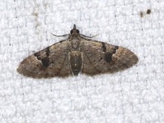 Chloroclystis embolocosma