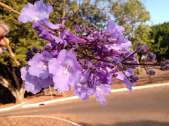 Jacaranda brasiliana