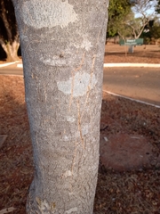 Jacaranda brasiliana