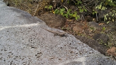 Microlophus bivittatus