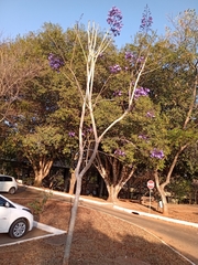 Jacaranda brasiliana