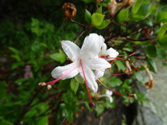 Rhododendron arborescens