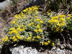 Draba subumbellata