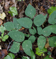 Amphicarpaea