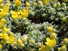 Draba subumbellata