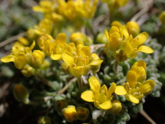 Draba subumbellata