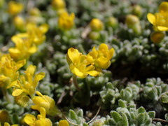 Draba subumbellata