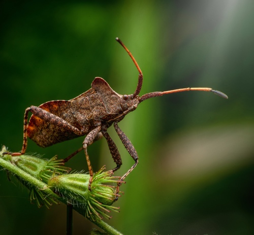 Arkliarūgštinė kampuotblakė nuotrauka