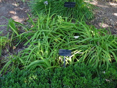 Orthrosanthus multiflorus