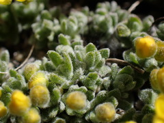 Draba subumbellata