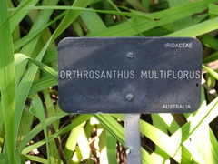 Orthrosanthus multiflorus