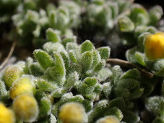 Draba subumbellata