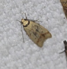 Heteroteucha anthodora