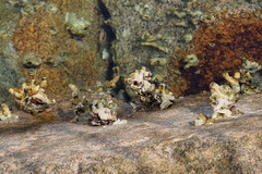 Thylacodes adamsii