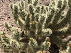 Cylindropuntia bigelovii