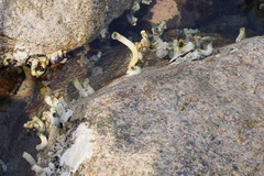Thylacodes adamsii