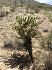 Cylindropuntia bigelovii