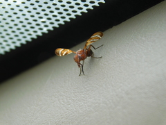 Tritoxa incurva