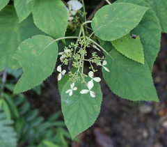 Hydrangea radiata