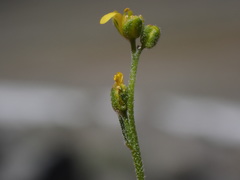 Draba subumbellata