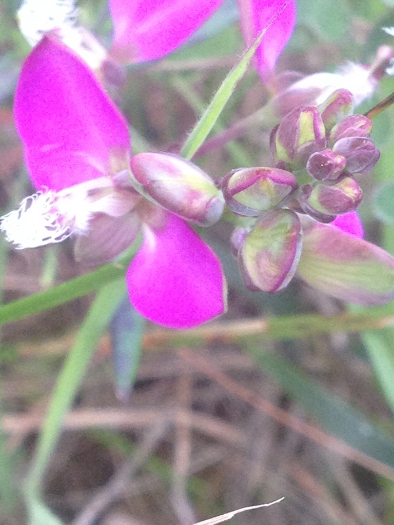 Butterfly Falsepea from Cape Winelands, ZA-WC, ZA on August 24, 2020 at ...
