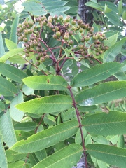 Sorbus decora