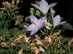 Campanula fragilis fragilis