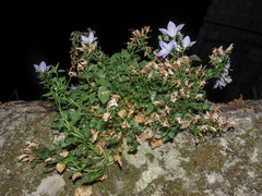 Campanula fragilis fragilis