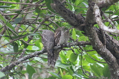 Podargus papuensis