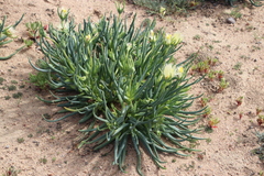 Conicosia pugioniformis