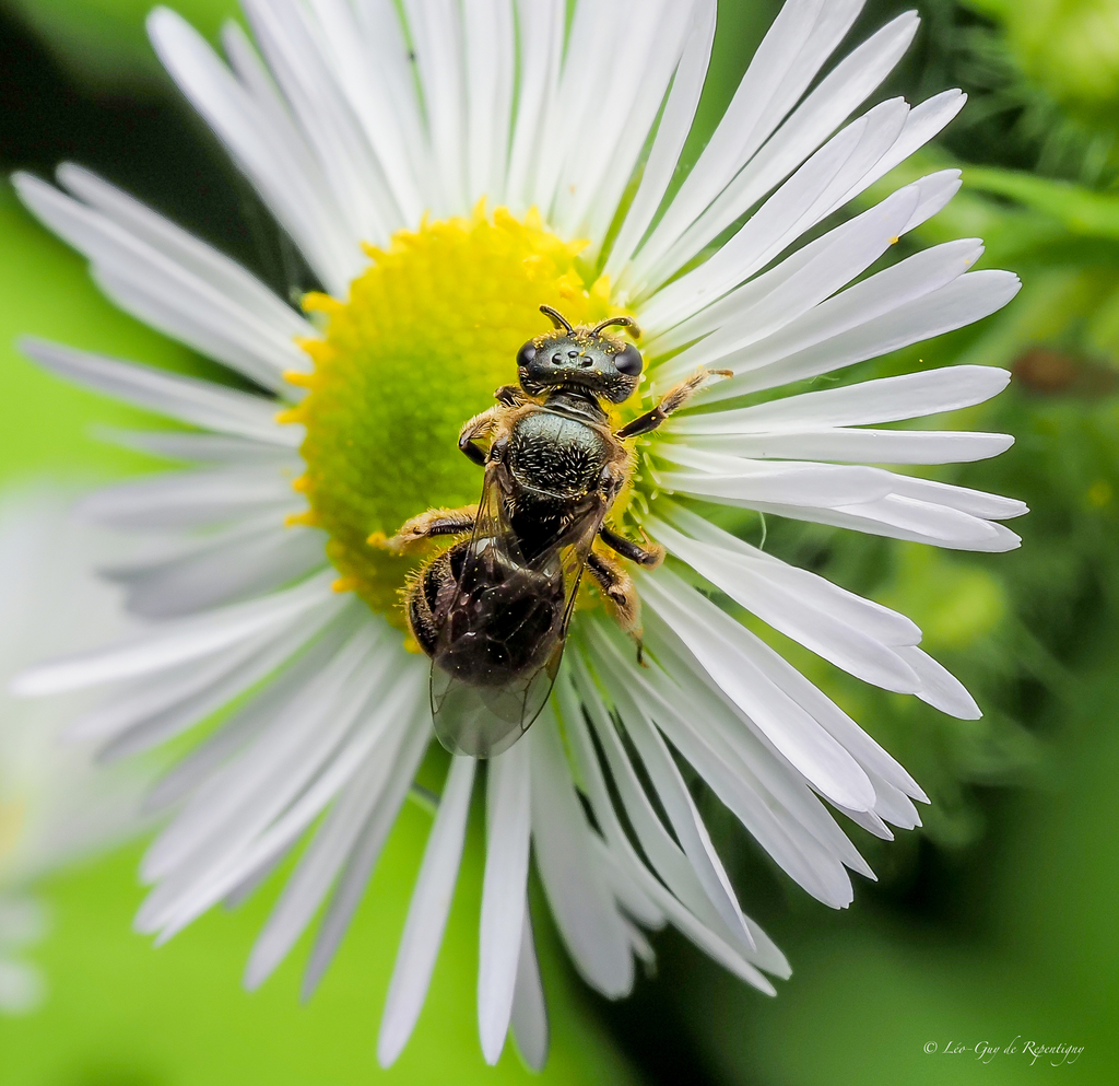 Lineated Metallic Sweat Bee
