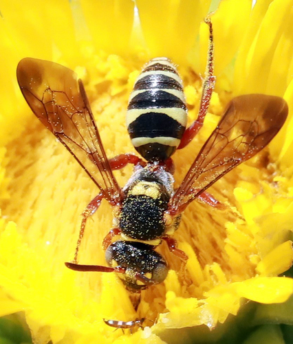 Texas Nomad Bee