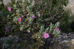 Cistus