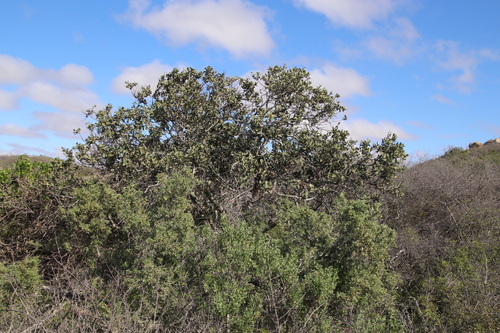 Image of Cargosang (Euclea tomentosa) by (c) Tony Rebelo, some rights reserved (CC BY-SA)