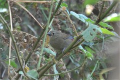 Cryptospiza reichenovii