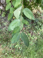 Cotoneaster glaucophyllus