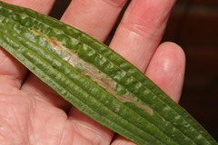 Aspilapteryx tringipennella