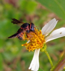 Anthidiellum perplexum