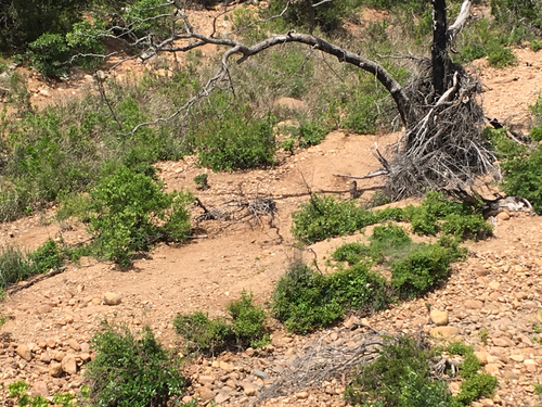 Bobcat photographed in Oklahoma